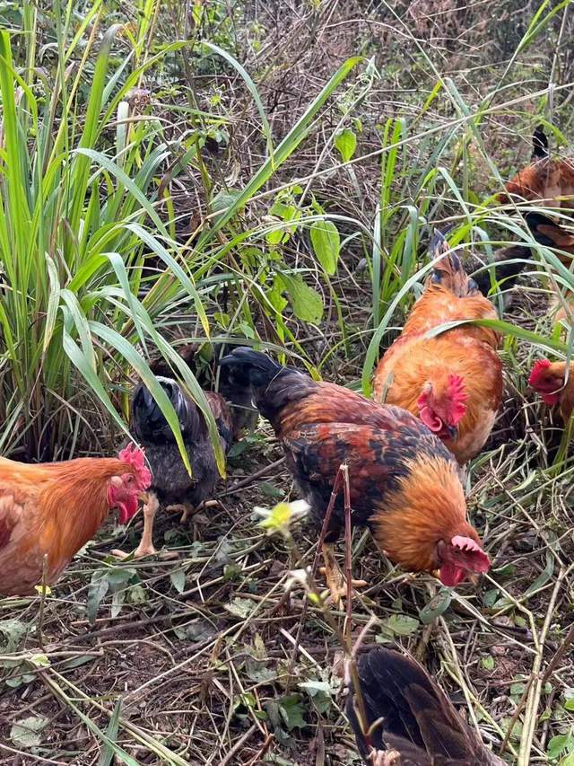 【畲医药产业园发展全景纪实：从守护耕耘到产业腾飞】图4